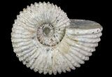 Bumpy Douvilleiceras (Tractor) Ammonite - Madagascar #68208-1